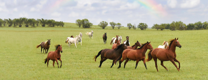 Rainbow Meadows Equine Rescue and Retirement INC