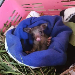 Wildlife Care Mackay Inc.