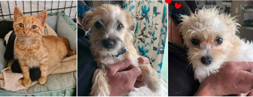 Furever Homes
