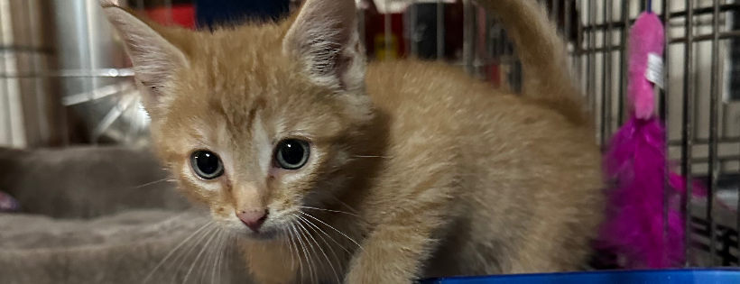 The Messenger Animal Rescue Inc.