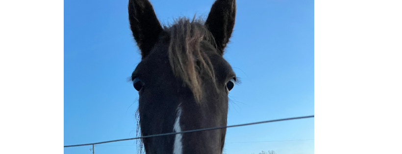 Kellogg Equine rehab and sanctuary