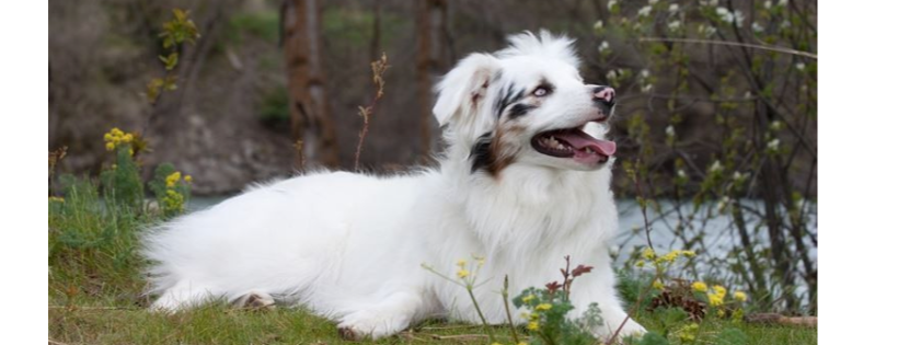 Double J Dog Ranch