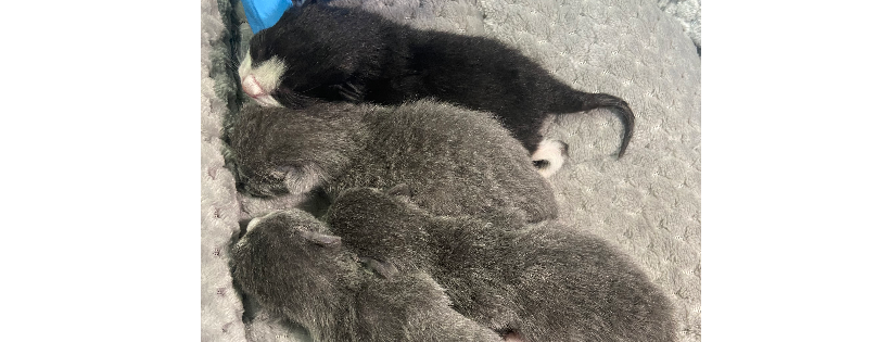 Kitten Kam Rescue