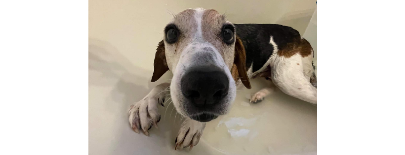 Helpless Hounds Dog Rescue