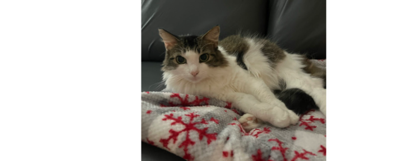 Whiskers love inc