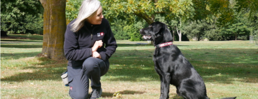 K9 Medical Detection NZ