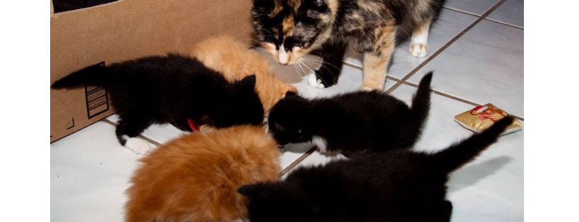 Paw Warriors, Inc.