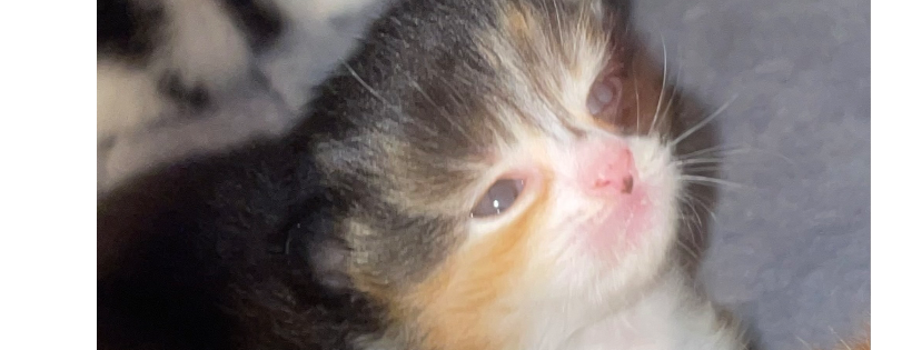 Krazykats Kitty Rescue