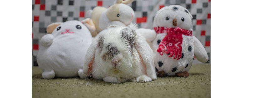 San Diego House Rabbit Society