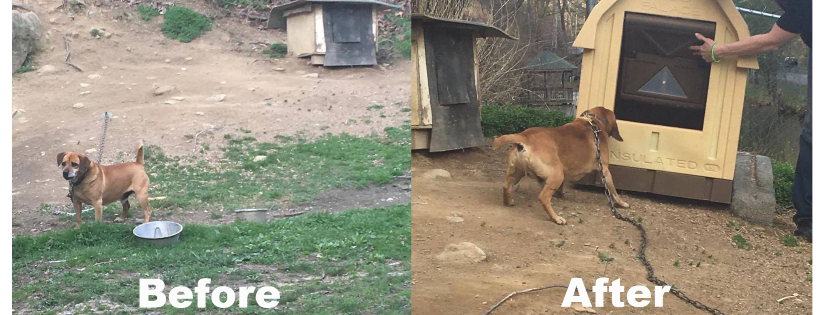 Glad Dogs Foundation, Inc.