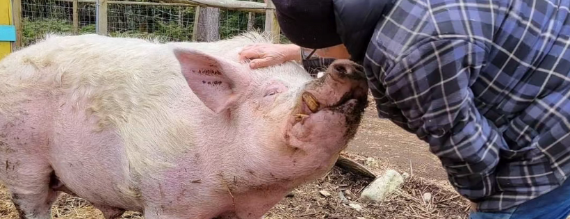 A Home for Hooves Farm Sanctuary Foundation