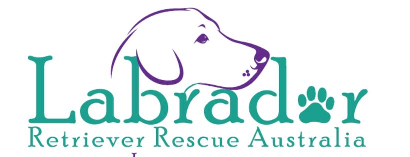 Labrador Retriever Rescue Australia