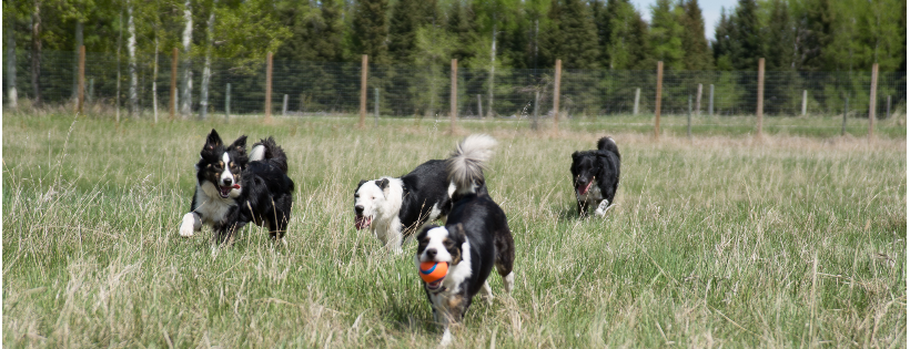 Alberta (AB) Herding Dog Rescue