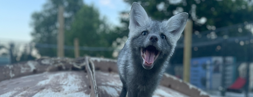 Clevyr Creatures Fox Sanctuary