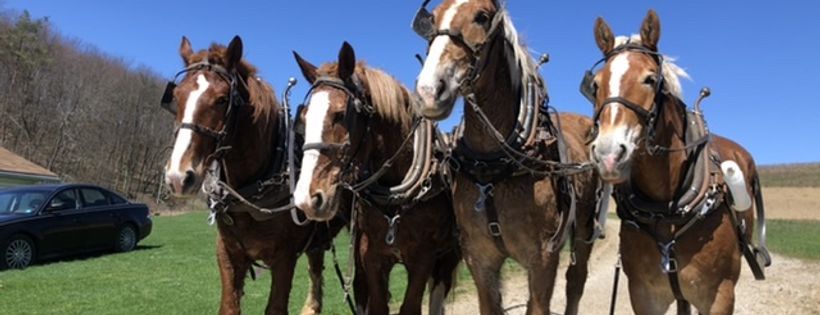 Liberty acres equine rescue and sanctuary