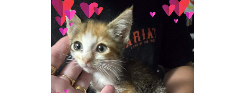 All Tails Matter Rescue