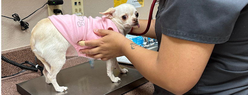 Forgotten Dogs Animal Rescue