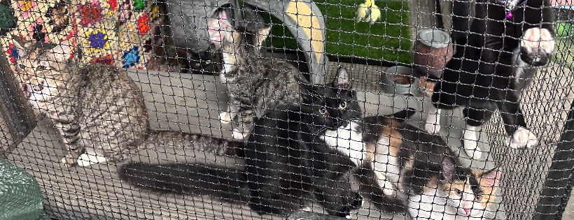 Paws Hillbank Haven Rescue