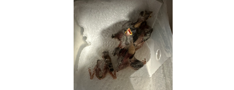 Coastal Carolina Wildlife Rehab