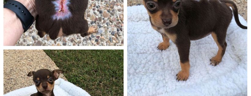 Pawsitively furever dog rescue