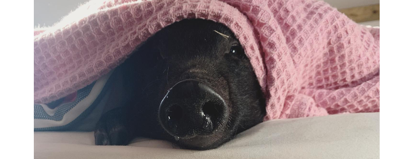 Contented Pig Inn Rescue Sanctuary