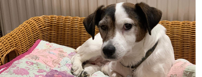 Ruff’s Rescue 