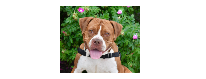Erie County SPCA