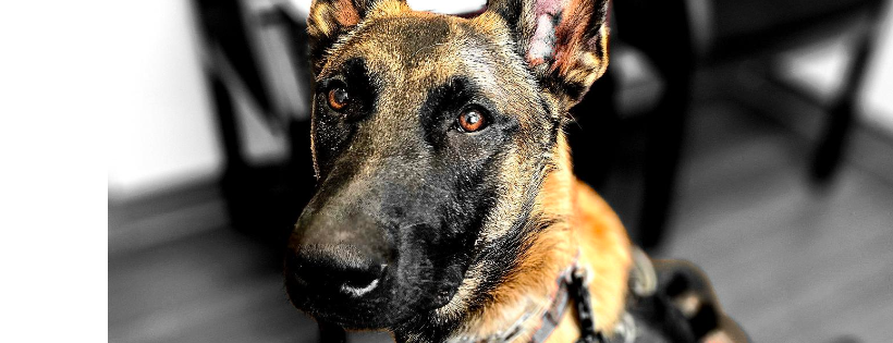 Caddo K9 Academy