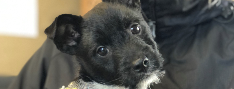 St Giles animal Welfare