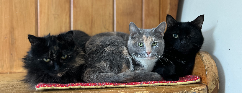 Spicy Cats Rescue