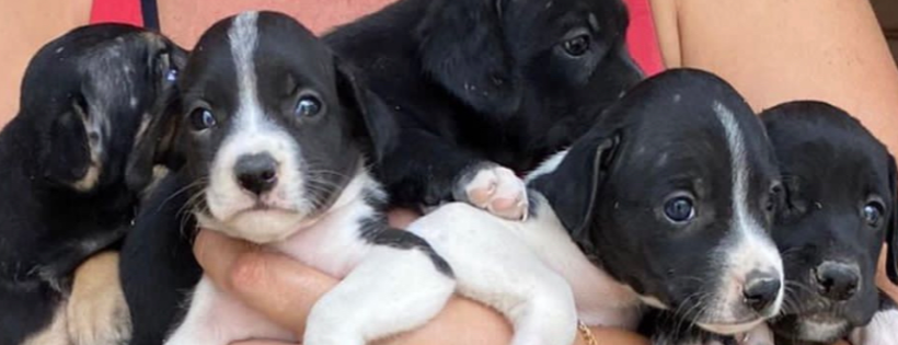 Protect Animals Worldwide