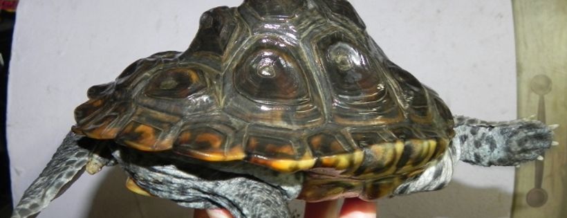 Turtle Rescue of Long Island