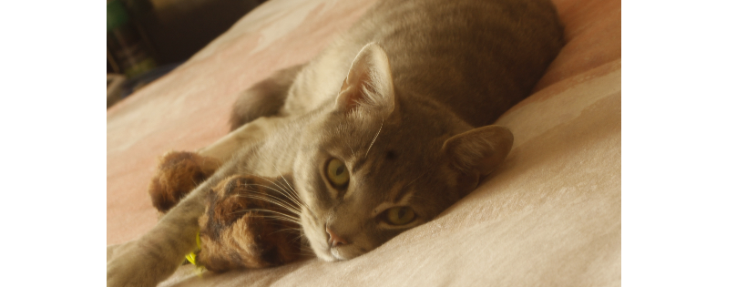 Adelaide Kitten Rescue Incorporated
