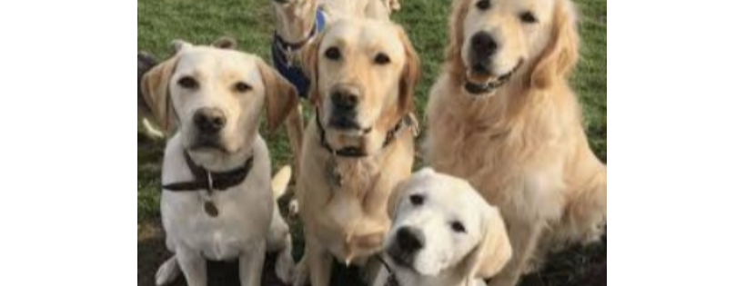 Retriever Rescue WA