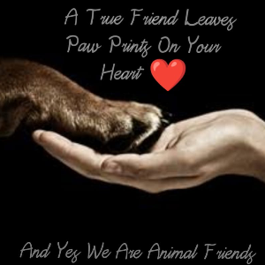 Animals friend Quetta