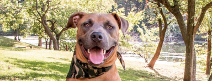 Pest & People Humane Society, Inc.