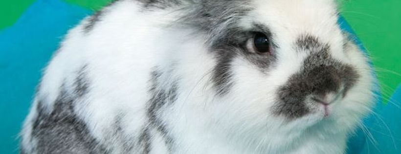 Great Lakes Rabbit Sanctuary