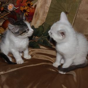 Cheshire cats rescue