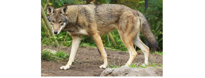 Red Wolf Coalition