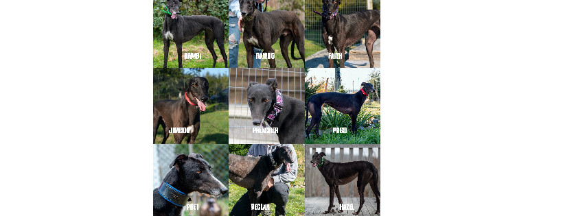 Irish Greyhound Adoption Nova Scotia