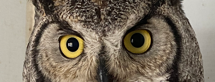 Alberta Society for Injured Birds of Prey