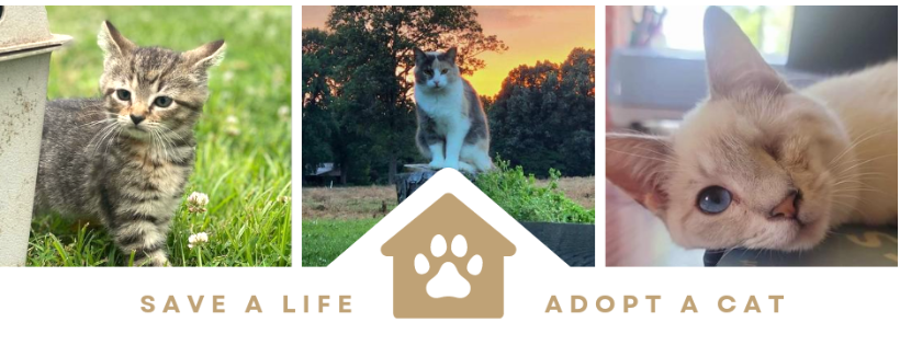 Jackson Purchase Forgotten Felines