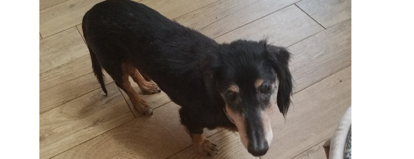 Old Paws Rescue Ranch Inc.