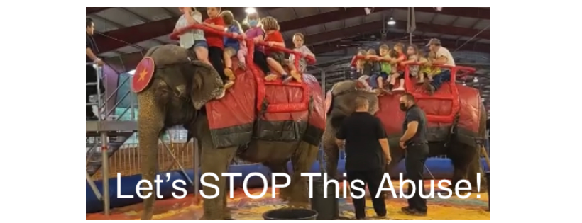 Free All Captive Elephants, Inc.