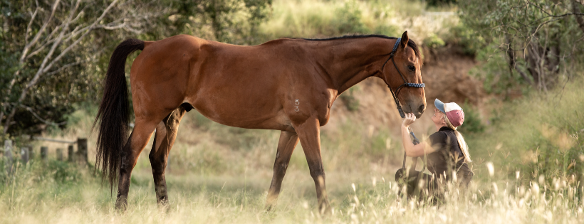 Life with Horses Limited