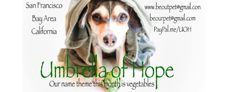 Umbrella of Hope Rescue