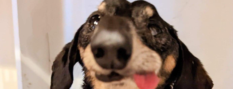 Tennessee Dachshund Rescue