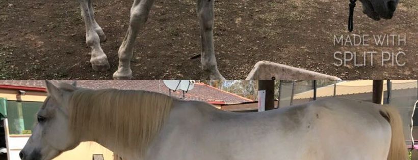 Elouera Horse Rescue And Rehabilitation