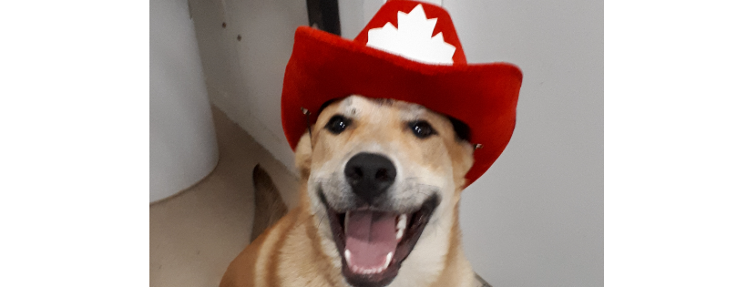 Bonnyville & District SPCA