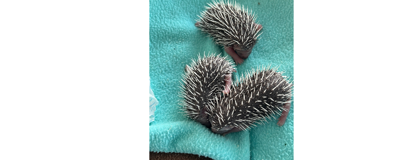 Willow top hedgehog rescue